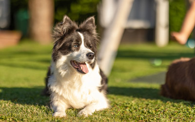 Gästehaus Nassfeld - Hunde Urlaub